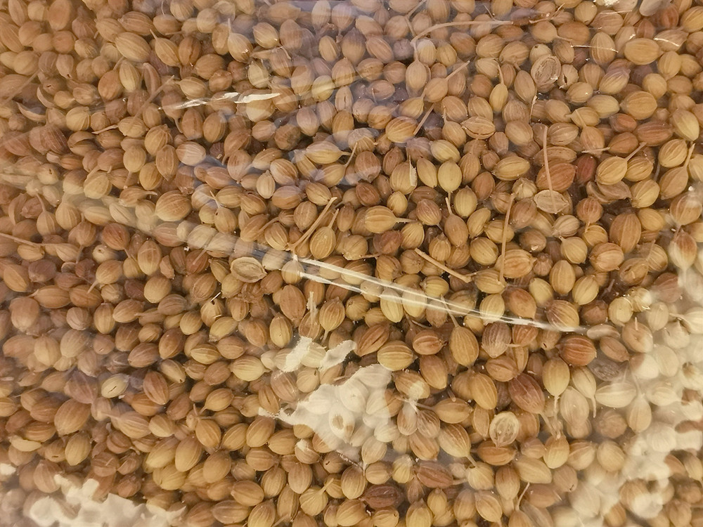 Coriander_副本_副本