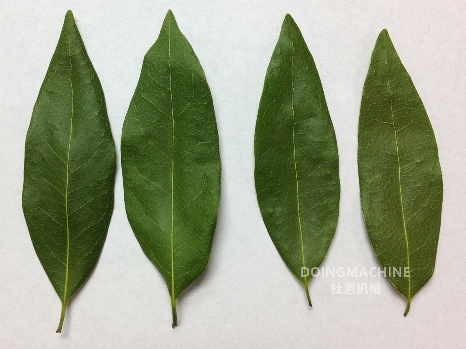 dried bay leaves-2