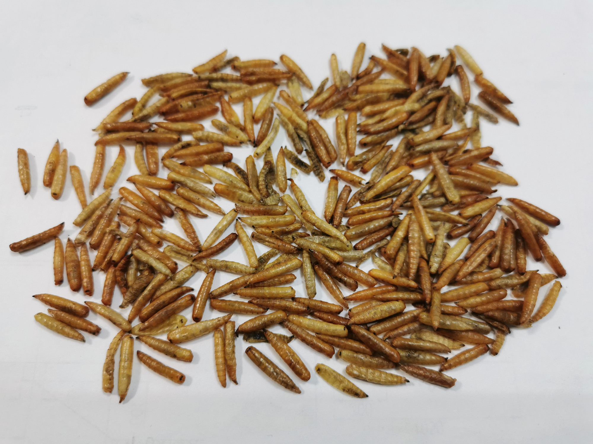 Dried with blanched maggots-1